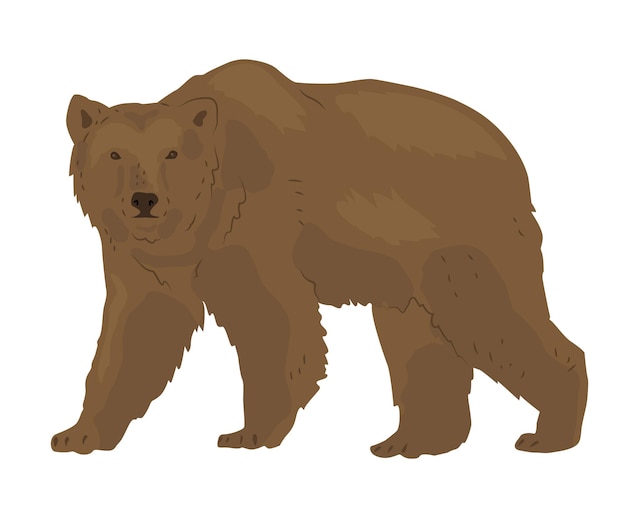 Urso castanho ou cinza O maior predador da floresta siberiana Animal selvagem em um parque natural Ilustração vetorial em estilo plano