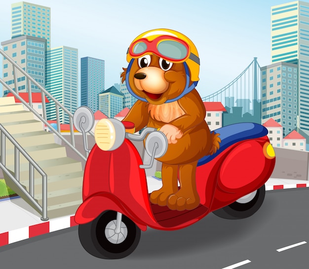 Urso, montando, scooter, em, urbano, cidade