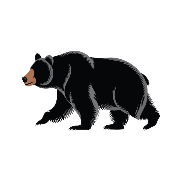 Urso Negro a Caminhar
