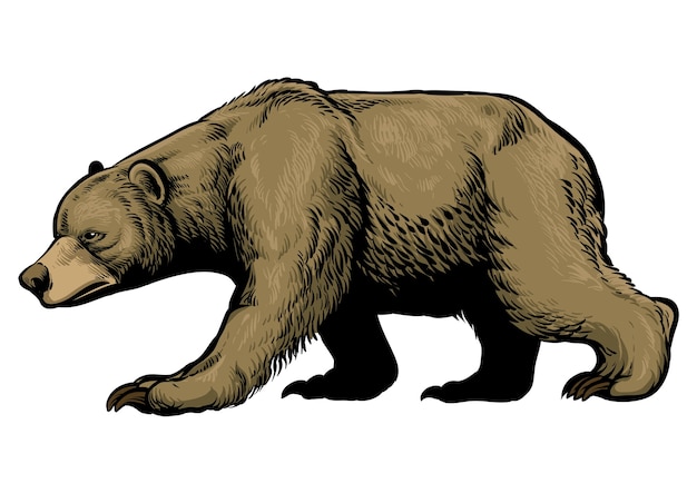 Urso pardo marrom desenhado à mão