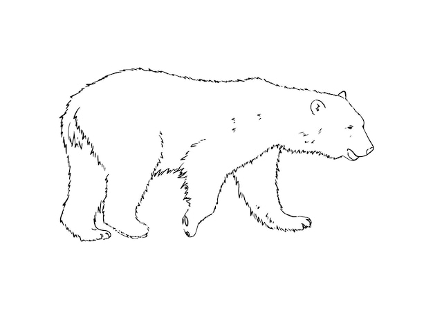 Urso polar branco animal carnívoro mamífero doodle desenho linear livro de colorir