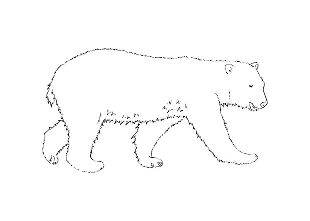 Urso polar branco animal carnívoro mamífero doodle desenho linear livro de colorir