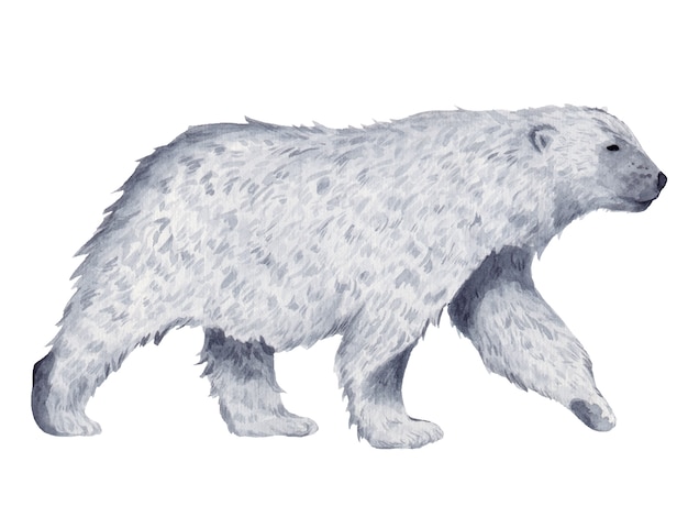 Urso polar em aquarela de perfil de crescimento total isolado no branco