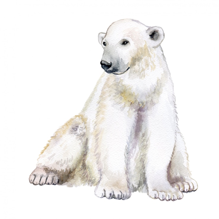 Vetor urso polar isolado ... aquarela