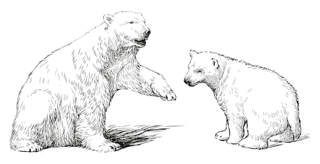 Vetor urso polar urso branco bebê esboço de animal mamífero realista desenho de contorno vetor filhote mãe