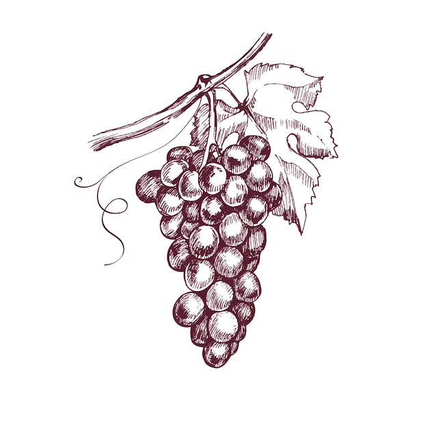 Uvas desenhadas à mão desenho ilustração para vinho de design