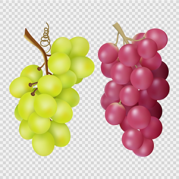 Vetor uvas realistas isoladas em fundo transparente. cachos de uvas vermelhas e brancas