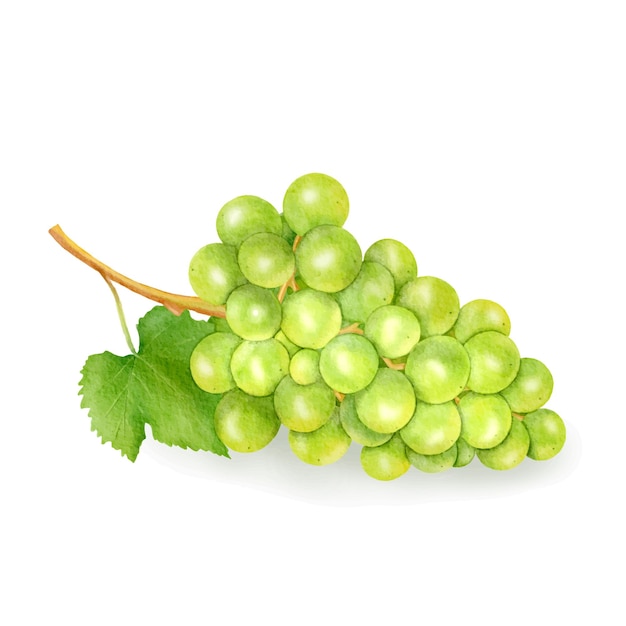 Uvas verdes em um fundo branco