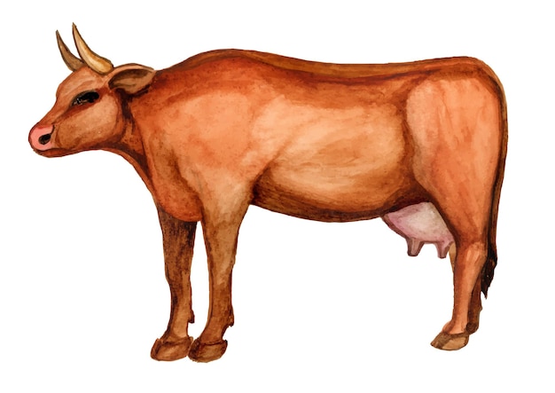 Vaca aquarela