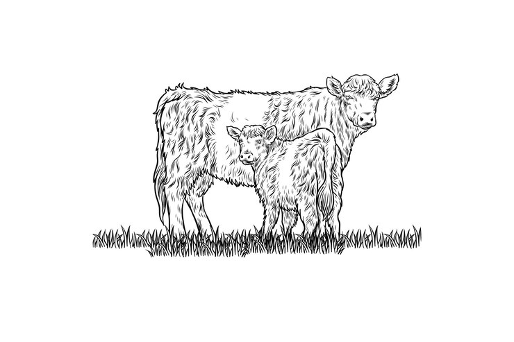 Vetor vaca e bezerro num campo