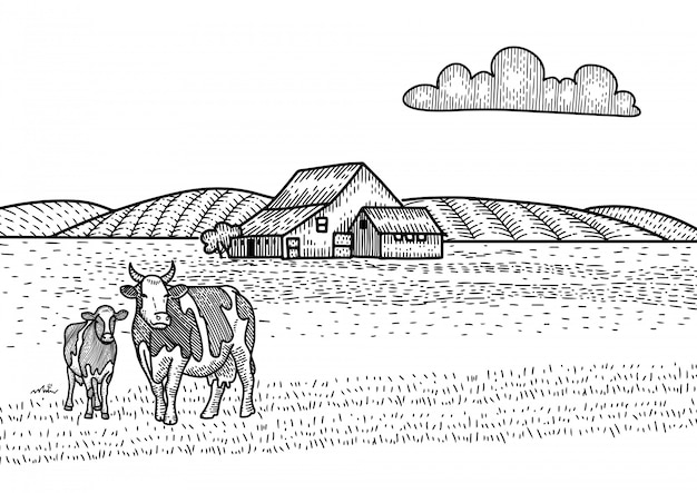 Vetor vaca e bezerro pastando no prado. farm barn ao fundo. desenho ilustração esboço no estilo de gravura. paisagem campestre.