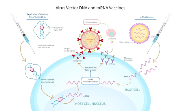 Vacinas de dna e mrna de vetor de vírus