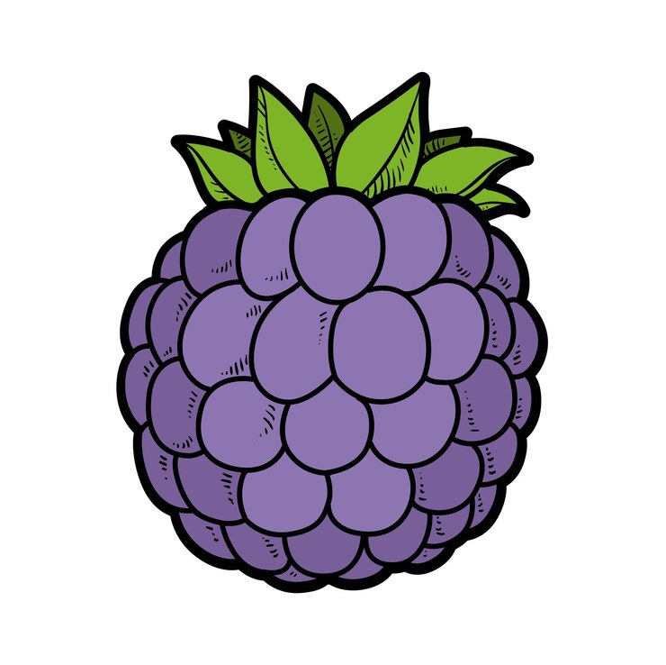 Vetor variação de cor de blackberry para colorir página isolada em branco
