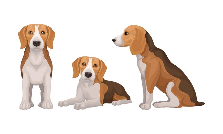 Vetor várias poses do cão beagle como pequeno conjunto de vetores de raças de cães de caça