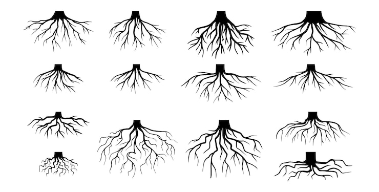 Vetor várias raízes de árvores realistas raízes de arbustos partes do sistema de raízes das plantas tronco de árvore dendrologia plantas lenhosas esboço desenho doodle