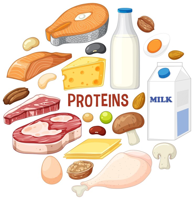 Vetor variedade de alimentos proteicos com texto
