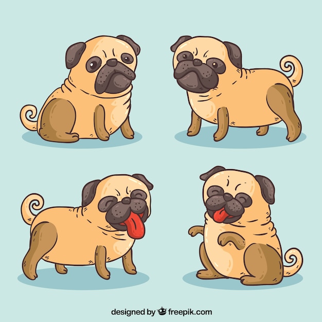 Variedade engraçada de pugs desenhados a mão