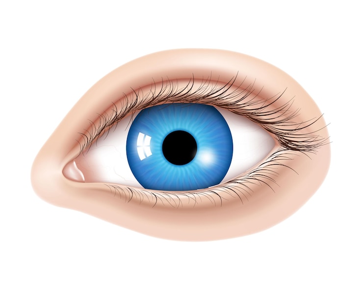 Vetor vector 3d olho humano realista sem maquiagem íris azul brilhante com detalhes macro elemento facial em um fundo de pele útil para design de correção de visão a laser e também maquiagem cosméticos