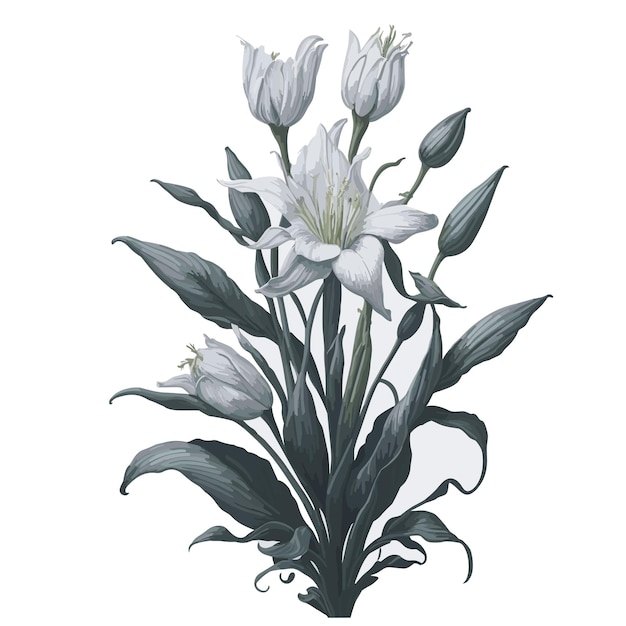 Vetor vector aquarela cinza lírio clipart floral flor