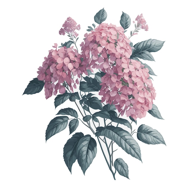 Vector aquarela folha de carvalho hortênsia clipart floral