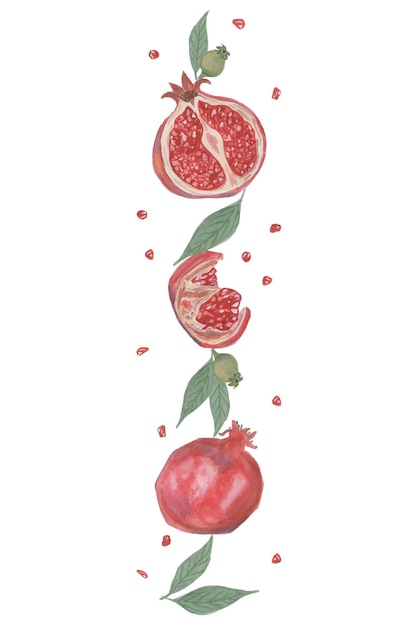 Vector aquarela fruta romã em fundo branco