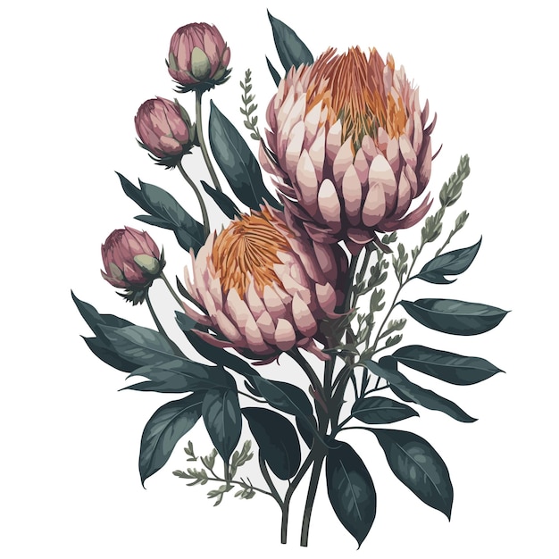 Vetor vector aquarela gigante protea clipart flor floral editável