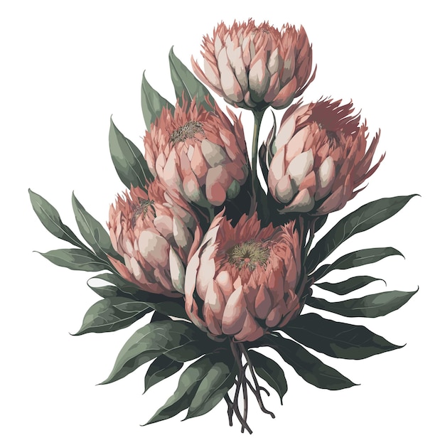 Vetor vector aquarela protea nana clipart flor floral editável