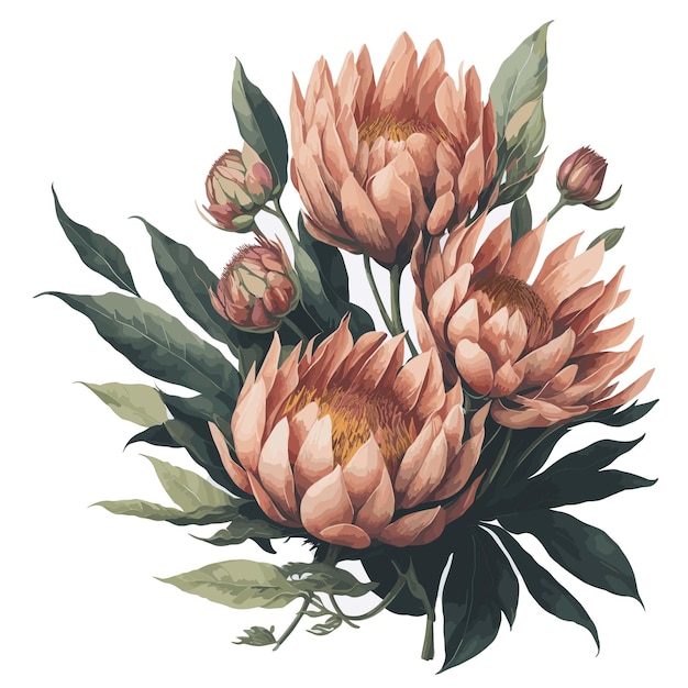 Vetor vector aquarela rainha protea clipart flor floral editável