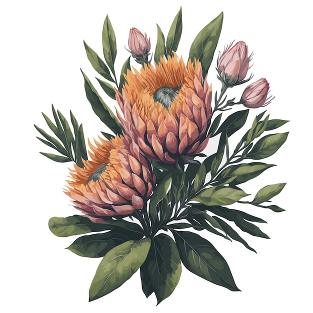 Vetor vector aquarela sugarbush protea clipart flor floral editável