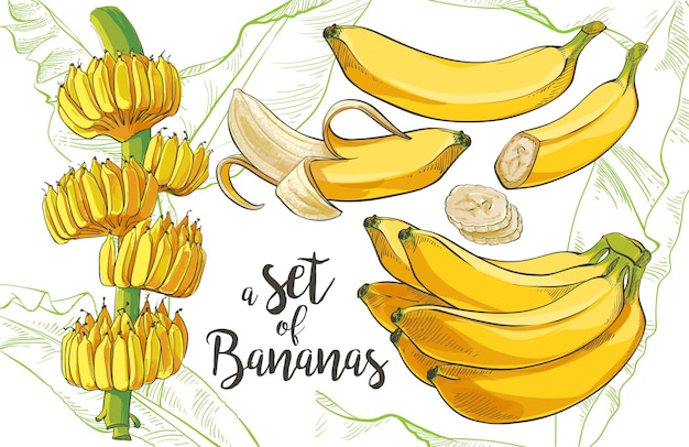 Vector banana bananas tropicais palmeira banana bando folha frutas cluster maduro descascado fatias folhagem coleção textural design vintage para banner têxtil papel de parede aquarela ilustração