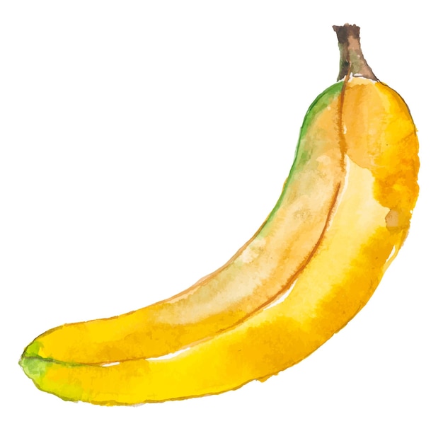 Vector banana pintada em aquarela elementos de design de alimentos frescos desenhados à mão isolados no fundo branco