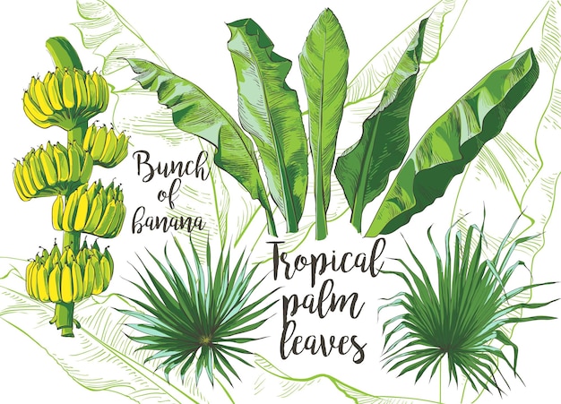 Vetor vector bananas tropicais palmeiras monstera yucca folha frutas coleção de folhagem ilustração vintage realista