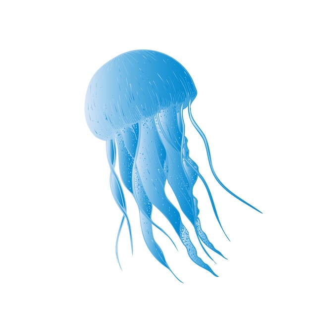 Vector belíssimas águas-vivas Esboço pintado à mão Clip art gráfico isolado no fundo Un
