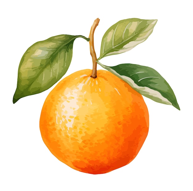 Vetor vector clipart de aquarela laranja