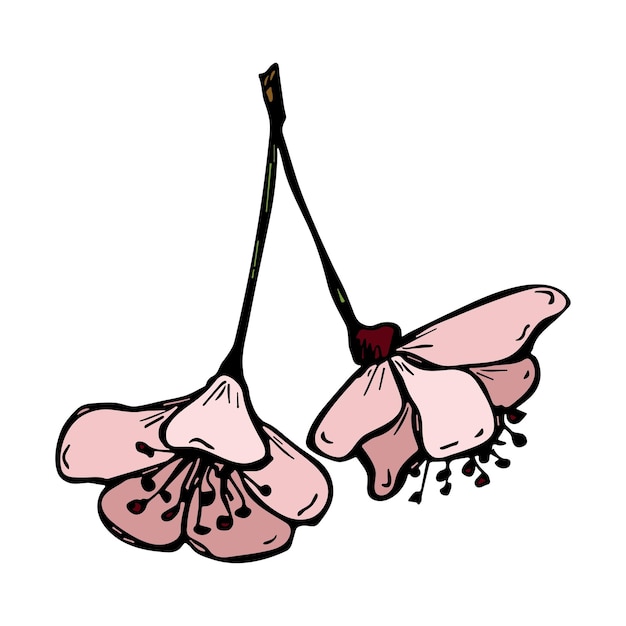 Vector clipart de flor de cerejeira ilustração de flor desenhada à mão