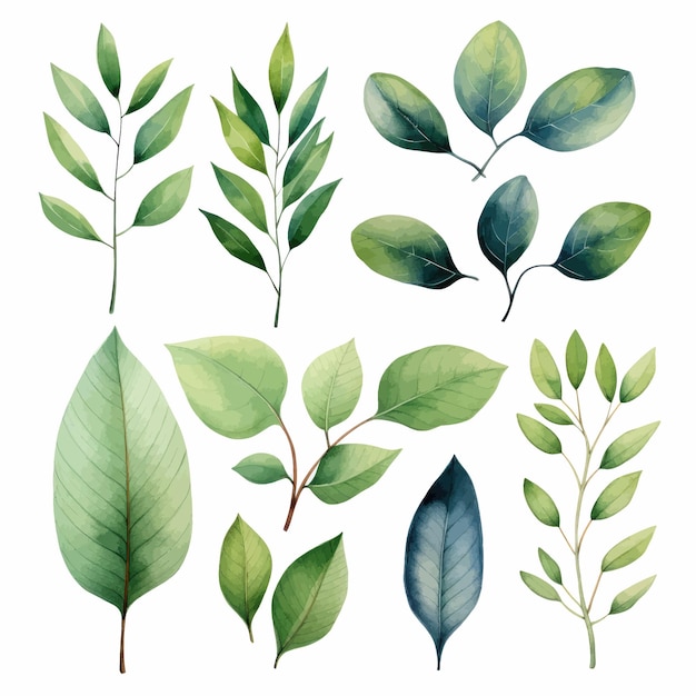 Vector conjunto de aquarela de vetor de folhas verdes