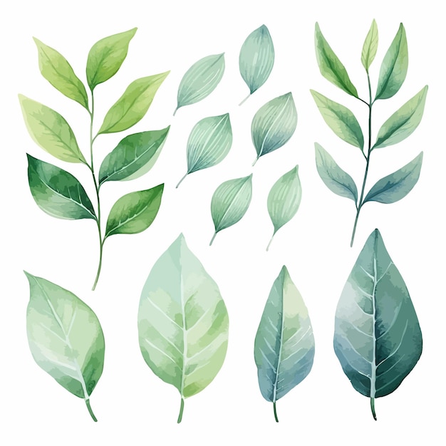 Vector conjunto de aquarela de vetor de folhas verdes