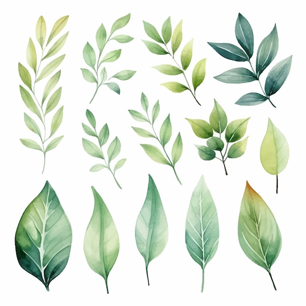 Vetor vector conjunto de aquarela de vetor de folhas verdes