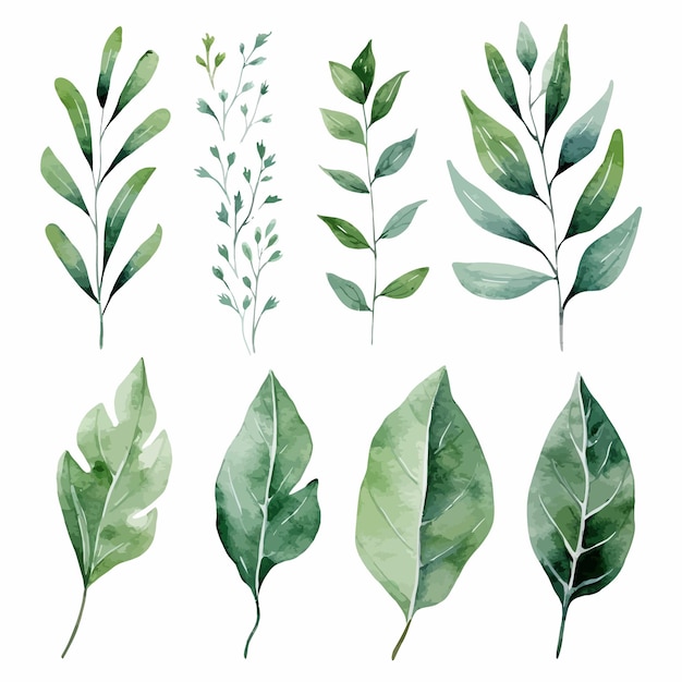 Vector conjunto de aquarela de vetor de folhas verdes