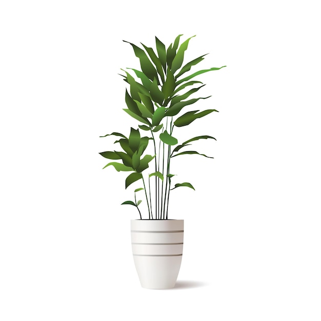 Vector d planta calathea interior em vaso de cerâmica