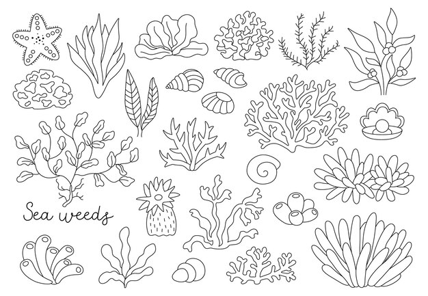Vector de algas marinhas pretas e brancas Colecção de plantas marinhas ou oceânicas Coral de contorno Actinia luminaria estrela Phyllophora conchas e clips de pérolas Arte de coloração de vegetação aquática PagexA