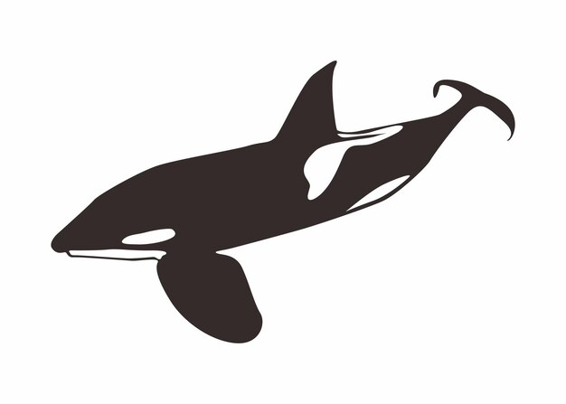 Vector de baleia orca