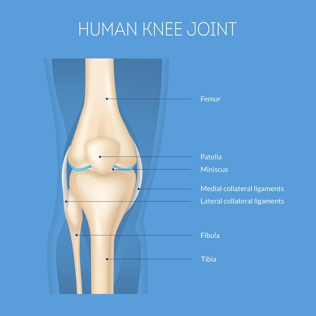 Vetor vector de cartão conceitual realista de anatomia detalhada da articulação do joelho humano em 3d