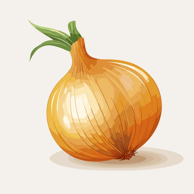 Vector de cebola em fundo branco