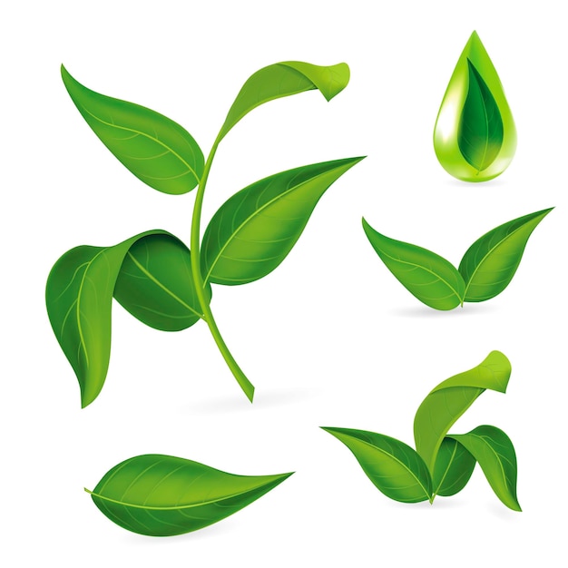 Vector de conjunto de folhas verdes 3D detalhadas e realistas