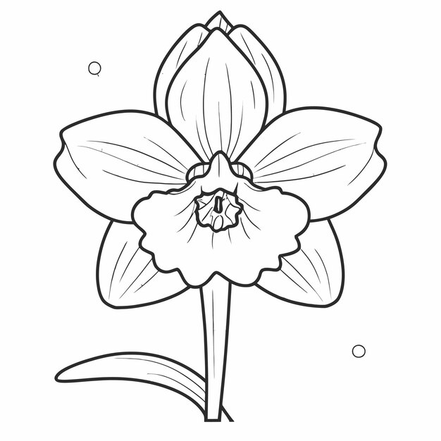 Vetor vector de contorno de flores de narcisos.