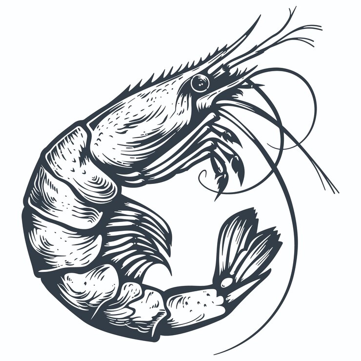 Vetor vector de desenho de gravura em madeira de camarão vintage