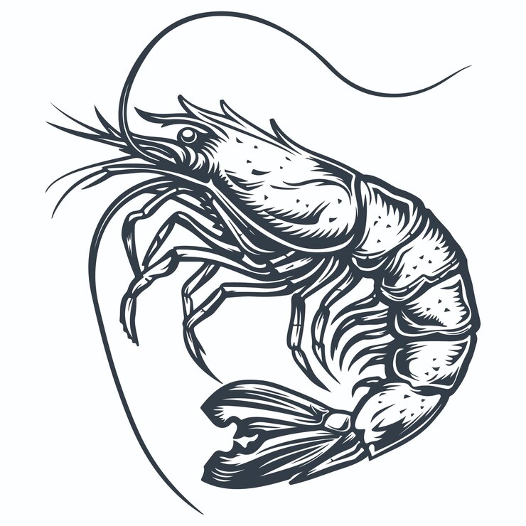 Vector de desenho de gravura em madeira de camarão vintage