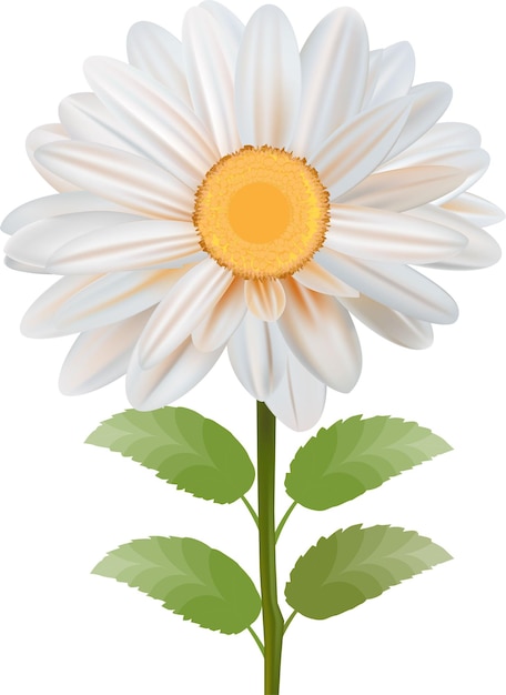 Vector de design de rosa branca natural em fundo branco