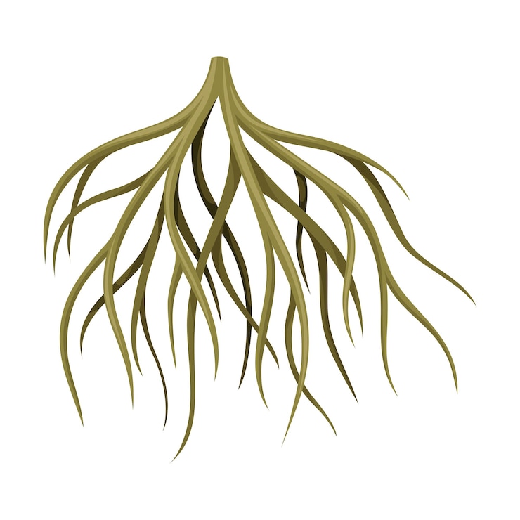 Vetor vector de elementos de projeto de botânica ou dendrologia do tronco ou do caule subterrâneo do sistema de árvores de raízes